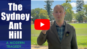 The Sydney ant-hill – A modern tragedy