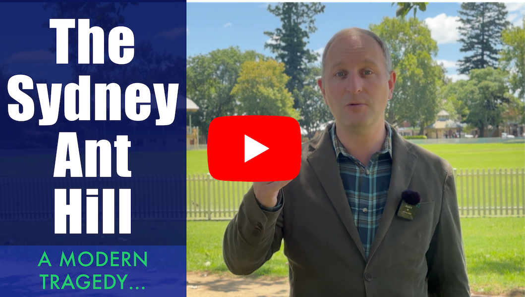 The Sydney ant-hill – A modern tragedy